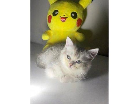 Safkan british shorthair erkek yavru