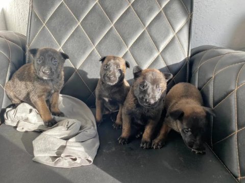 Safkan belçika malinois yavruları