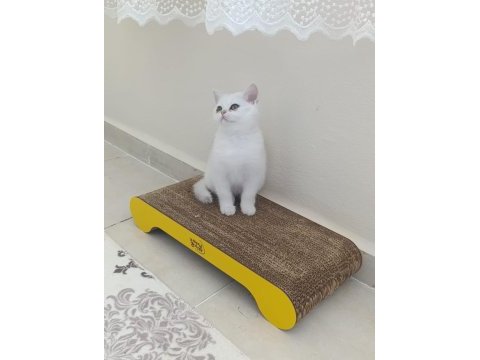 British shorthair beyaz