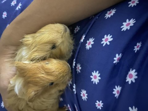 Ginepig sheltie