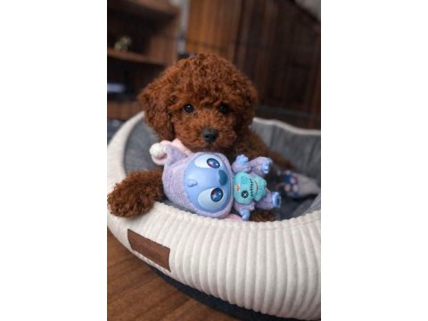 Kore kan poodle yavrular