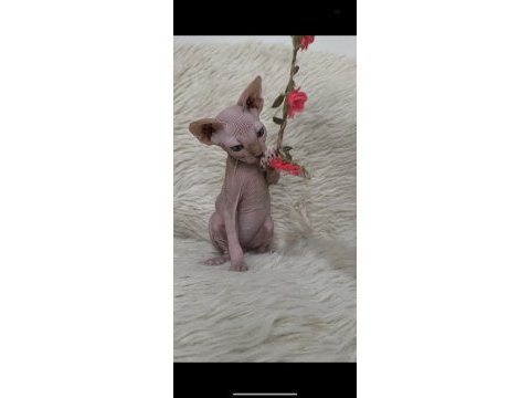 Kediler naked beauty sphynx cattery
