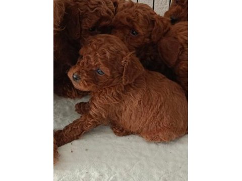Kore kanı toy poodle bebekler