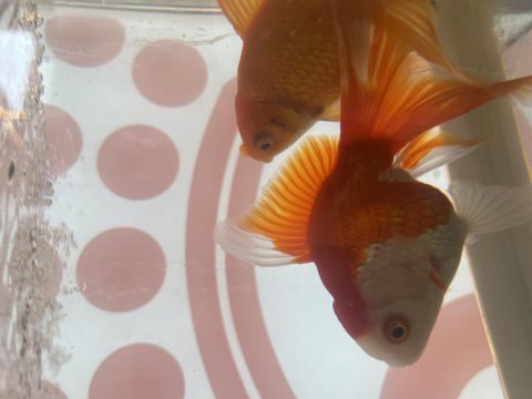 Oranda japon balıklar iri boy