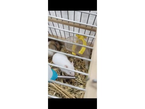 Yavru hamsterlar