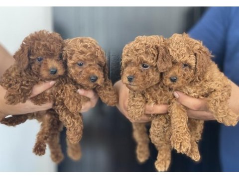 Irk sağlık ve kilo garantili kore poodle