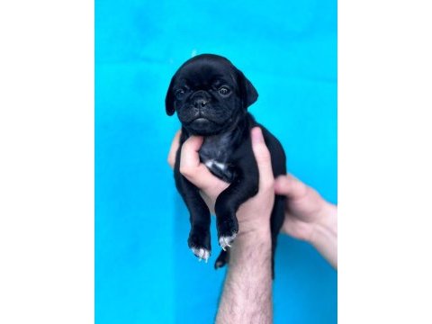 Dişi erkek pug yavruları yer denizli
