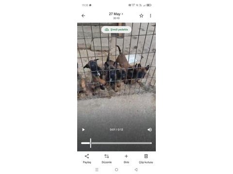 Belçika kurdu 1,5 aylık