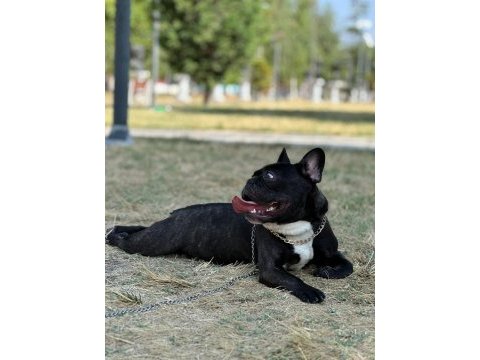 1 yaşında oyuncu french bulldog