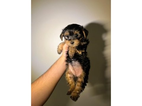 Bebek yorkie yavruları