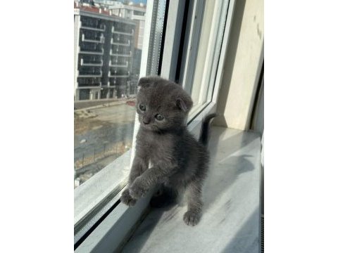 Scottish fold yavrularımız