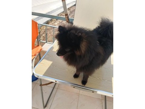 Pomeranian 8 aylık aşıları yapıldı erkek