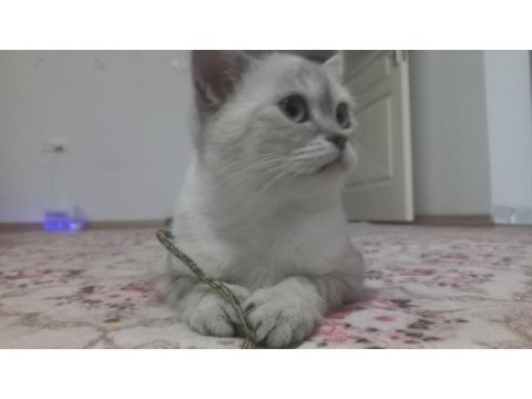 1.5 yaşında british shorthair