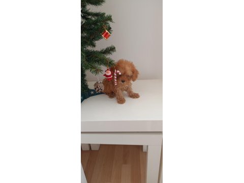 Toy poodle yavrular yeni yuvalarını bekliyor