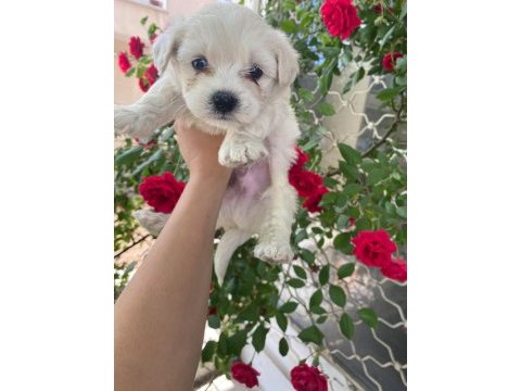 O numara maltese terrier bebekler
