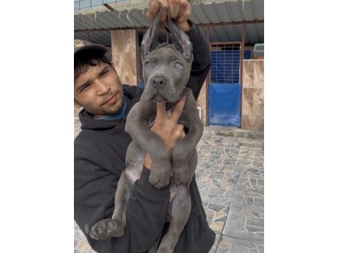 Cane corsa dev yavrular alan koruma 