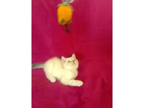 Tatlı bir erkek british shorthair bebiş