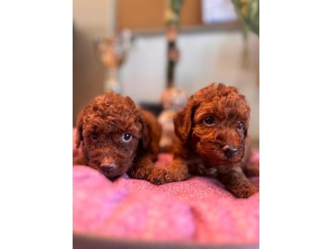 Toy poodle 2 aylık erkek
