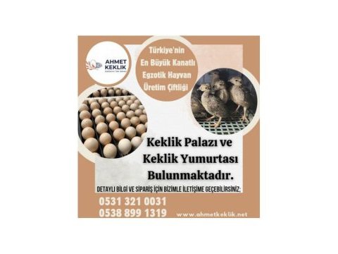 Keklik yumurtası ve keklik palazı