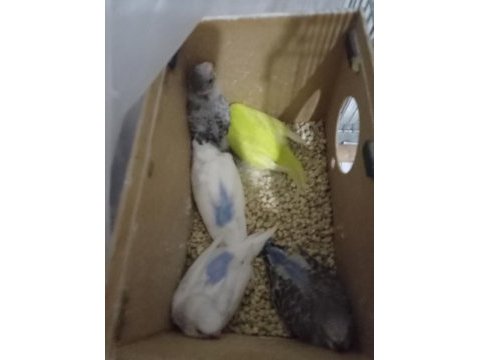 Yeni yem yemeye başlayacak muhabbet kuşlar