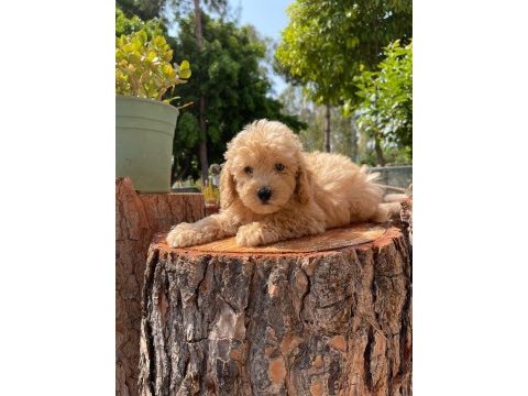 Kg garantili karma aşıları yapılmış poodle yavrularımız