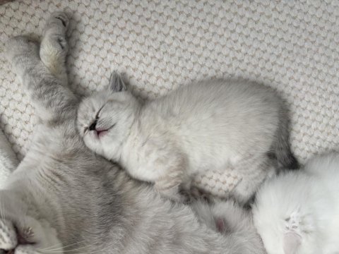 British shorthair yavru