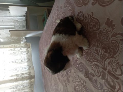 Shih tzu 0 numara erkek yavru