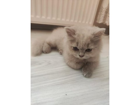 British longhair kedisi