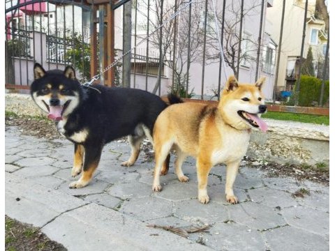 Türkiyede tek shiba inu yavrular