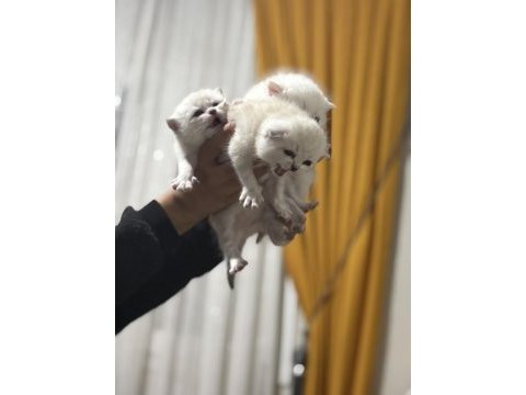 Scottish fold yavrularımız