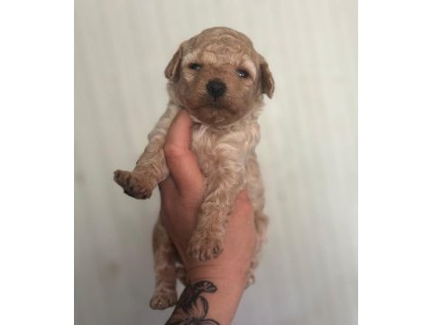 Garantili toy poodle bebekler
