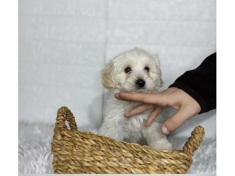 2.5 aylık dişi maltipoo