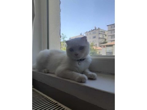 Acil uyguna kar beyazı pamuk scottish fold
