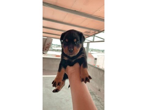 Bursa yavru rottweiler köpeklerimiz