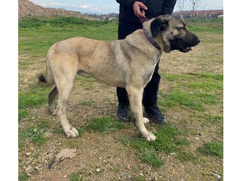 Sağlıklı ve temiz köpektir alan kişi memnun kalacaktır