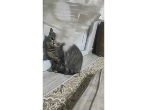 Çok akıllı dişi kedimiz