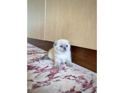 A kalite scottish fold erkek