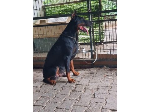 A+ plus doberman yavrularımız