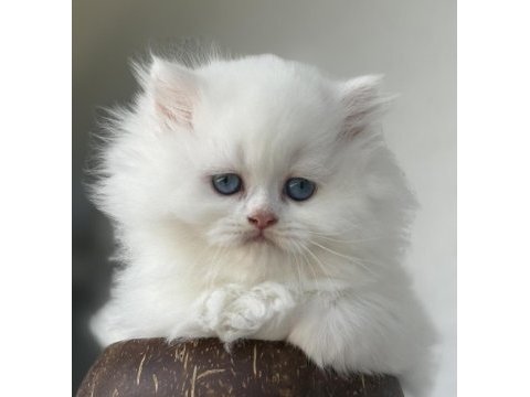 British longhair dişi yavru