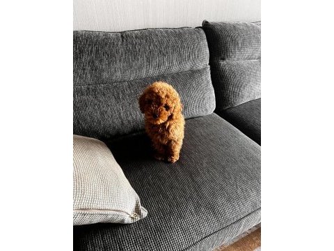 Safkan toy poodle yavrumuz 2.5 aylık