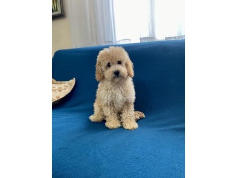 Apricot erkek poodle oğlumuz