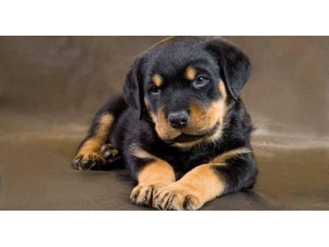 Afacan rottweiler bebekler kapıda ödeme mevcuttur