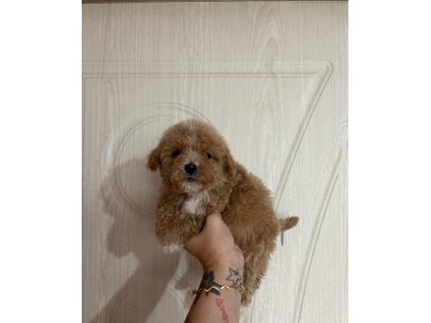 Minik poodle prensler