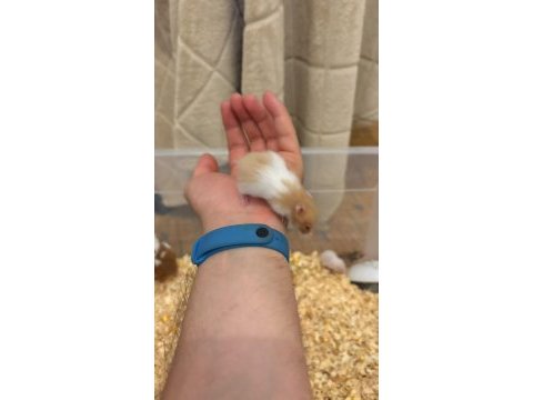 Yavru golden hamster