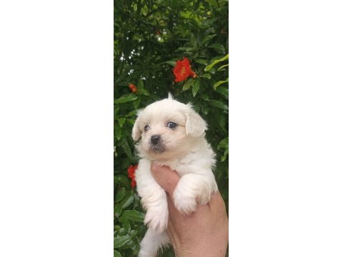 İki aylık terrier minikler