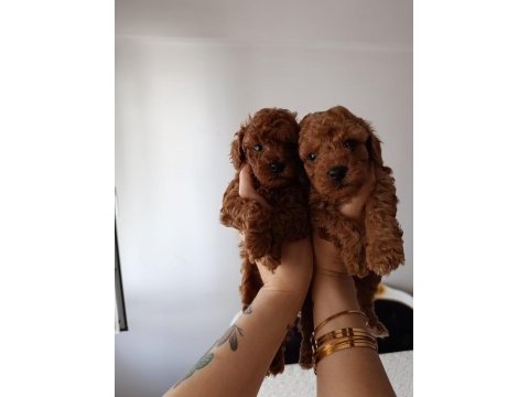 Safkan red brown toy poodle yavrular üst kalite