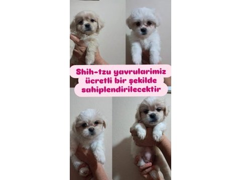 Shih tzu 2 aylık şitsu yavrularımız sahiplendirilecektir