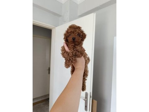 Toy poodle köpeği