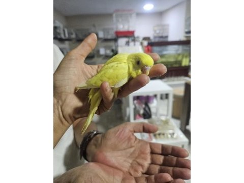 Yuvadan çıkan yeni muhabbet kuşu yavrular