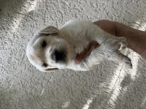 A kalite golden retriever yavrular